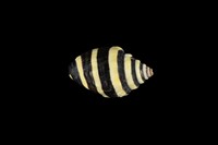 藏品(斑馬峨螺)的圖片